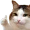 kotekok