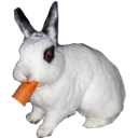 oreoated
