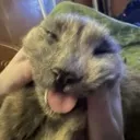 bleh