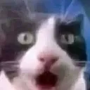 Pogcat pogcat Discord Emoji