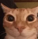 stare