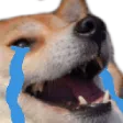 dogeCry