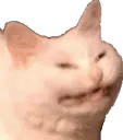 Catto