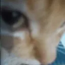 cat_wba_gato Discord Emoji