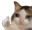 sadcat