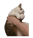 TottyShake