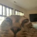 Funnicat Discord Emoji