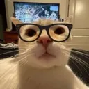 Nerdhat_cat