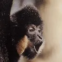 POGMONKE