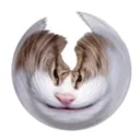 unamusedcat