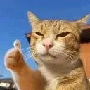 thumbs_up_gato