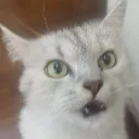torrashocked