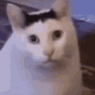 huhcat