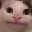 onelove_cat_beluga