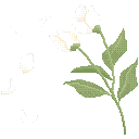 :1_whiteflowers: