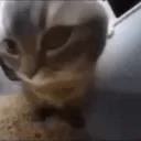 catdancing3 catdancing3