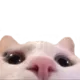 catlurk