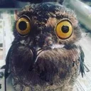 stupidbirb