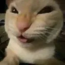 evilcat
