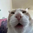 catslabber