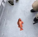 youknowwhatthatmeansfish