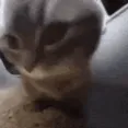 chipichapaCat