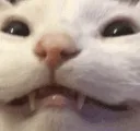 kekcatto