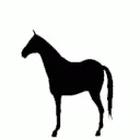 0000horse 0000horse