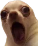 dogoshocked
