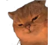 catsus catsus