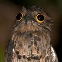 stupidbirb