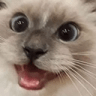 cattohype