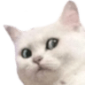 catwut
