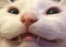 eee