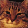 satiscat