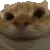 budgetcatnod2