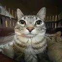 catlol