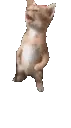 SCstupiddumbcat Discord Emoji