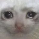 catsad