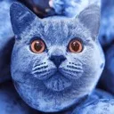 Blueberrycat Discord Emoji