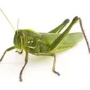 GrassHopper