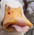 pyke