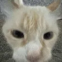 sniffs