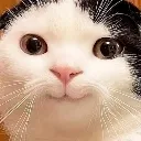 Catte