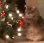 :catree2: