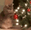 :catree: