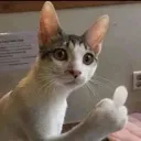 fakyu