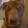 scoob