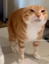calmluhcat