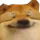 dog_elloclosed